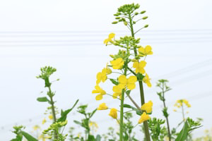 自己种油菜技术